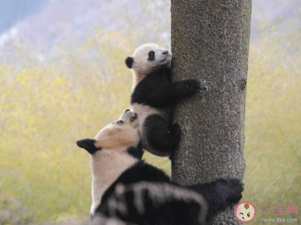 大熊猫除了竹子还吃啥(大熊猫降级还是国家一级保护动物吗)
