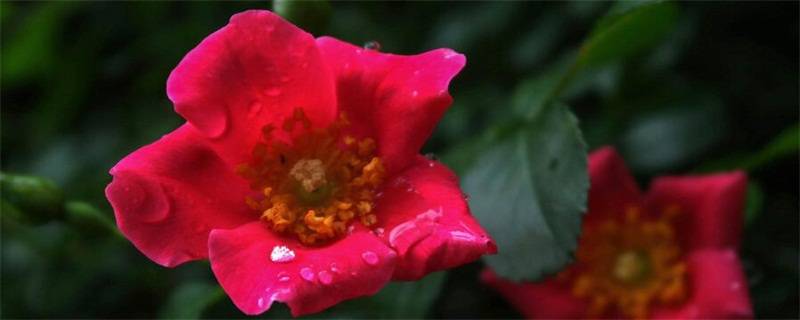 血色蔷薇花的含义是什么?(蔷薇花的寓意有什么?)