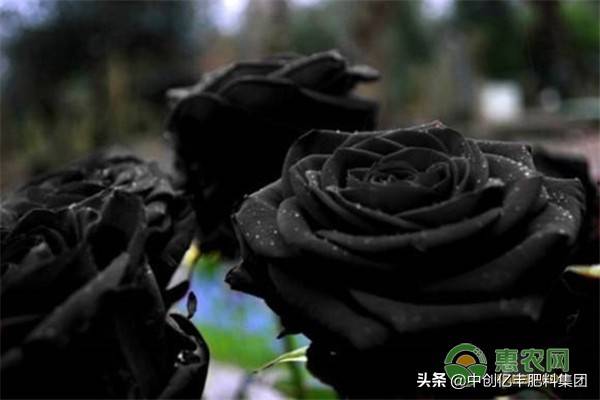 黑玫瑰的寓意(黑色玫瑰花语)