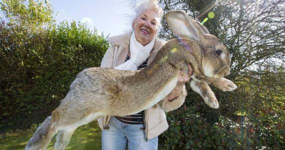 世界上最大的兔子(世界上什么兔子最大 )