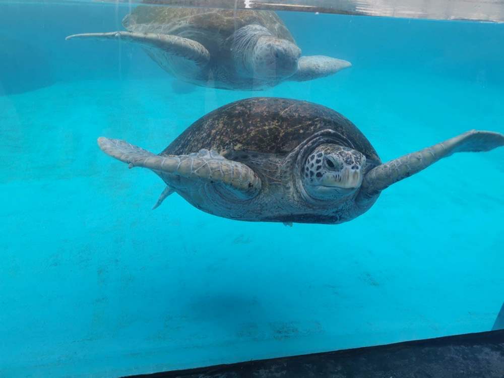 紧急救援国家一级保护动物！深汕海域近20年来首次发现搁浅绿海龟