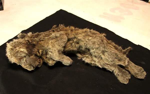 西伯利亚永冻土中发现28000年前幼狮：皮毛、器官完整无缺