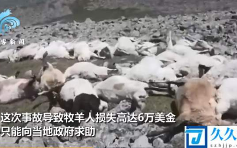 格鲁吉亚550只羊吃草时被雷瞬间劈死：遗体躺满山坡