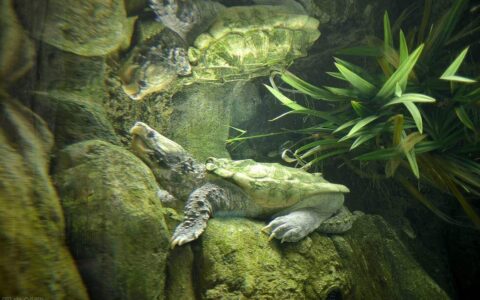 鳄鱼龟养殖,鳄龟的亲龟培育养殖技术