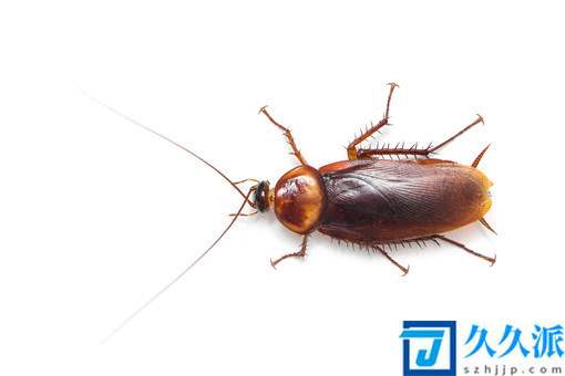 如何有效的消灭家中的蟑螂?教你4个方法快速消灭蟑螂！