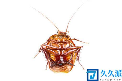 如何有效的消灭家中的蟑螂?教你4个方法快速消灭蟑螂！