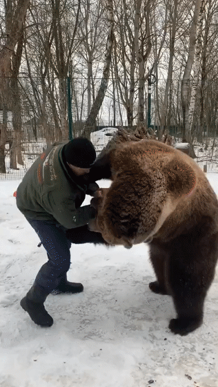 熊在俄罗斯没地位这件事儿(是真的吗?)