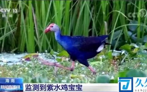 最美水鸟！海南监测到3只紫水鸡宝宝：国家二级重点保护野生动物