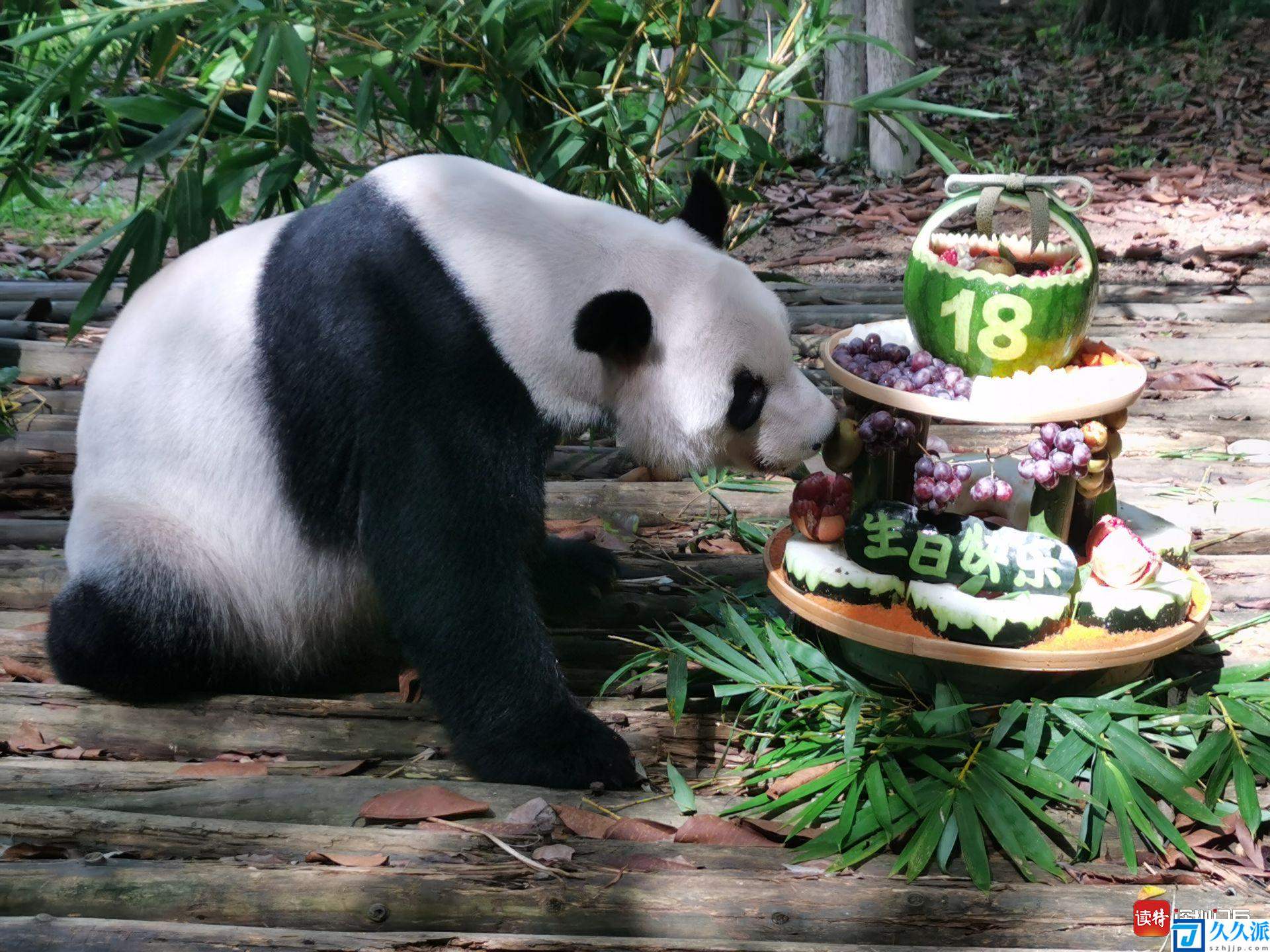 大熊猫“秋浜”18岁了！在深圳的第五个生日好欢乐