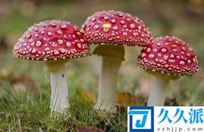 广东祖孙3人食用毒蘑菇致死?野蘑菇怎样识别有毒