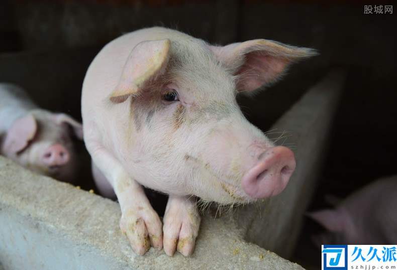 8月猪肉价格同比下降44.9%(猪价走势如何?)