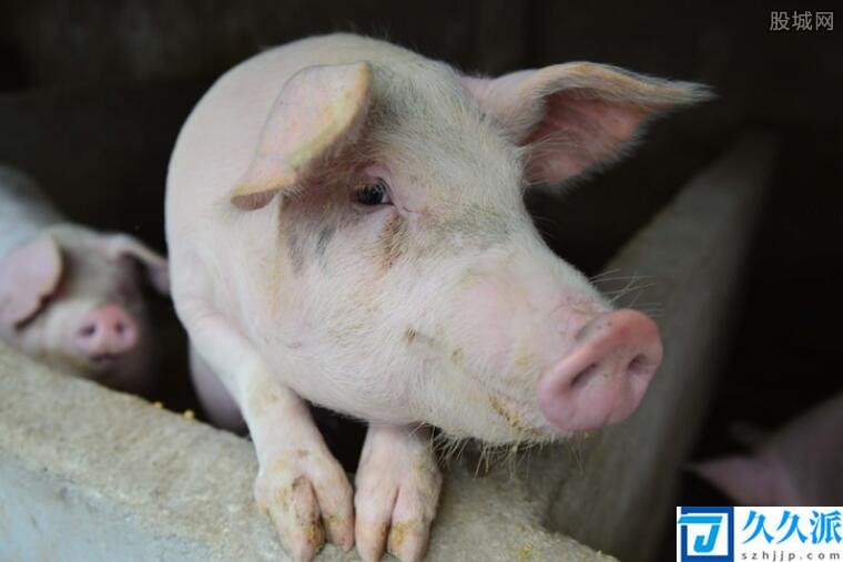 8月猪肉价格同比下降44.9%(中秋节猪价还能涨吗)