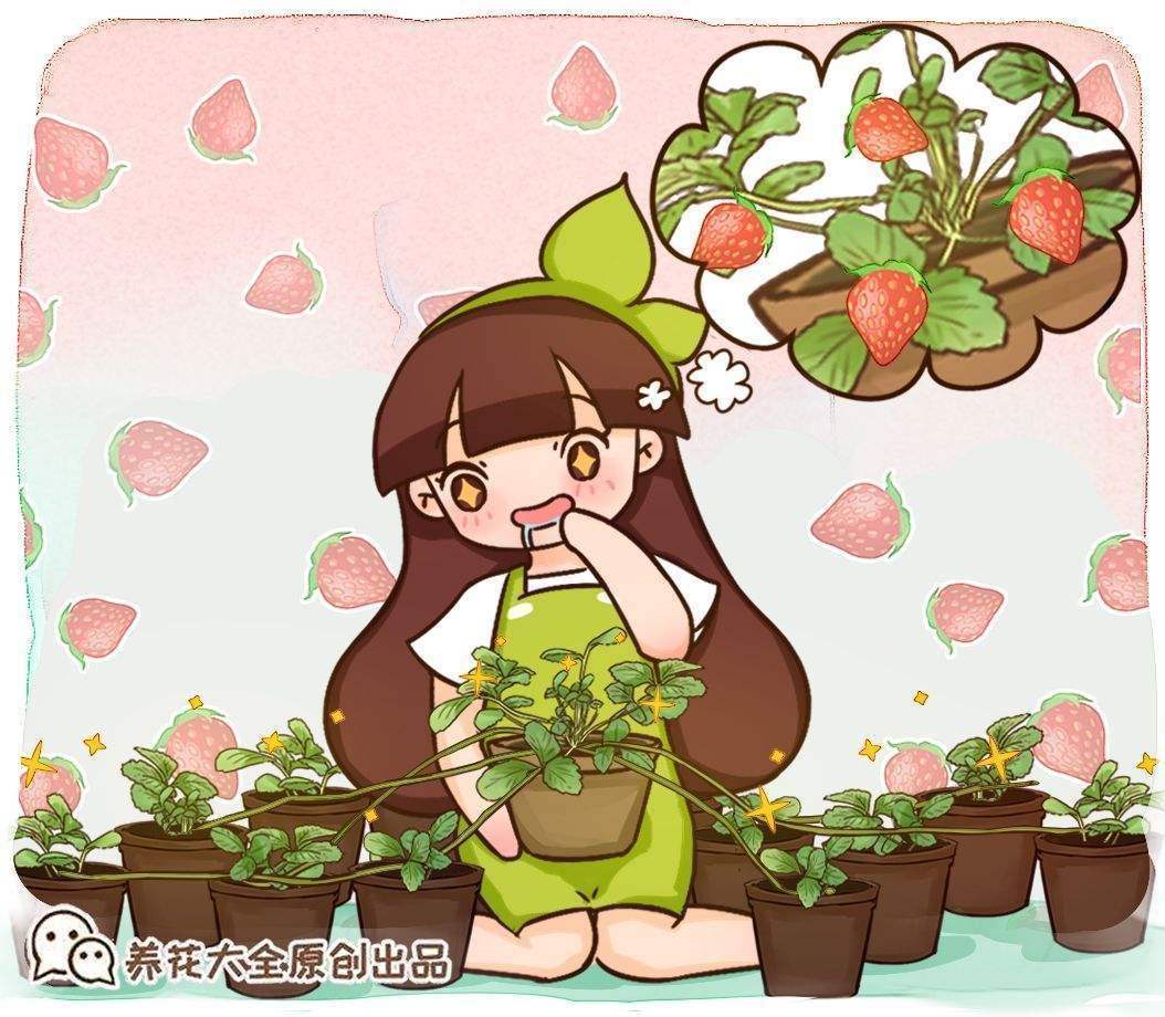 草莓养植技巧(草莓的种植)