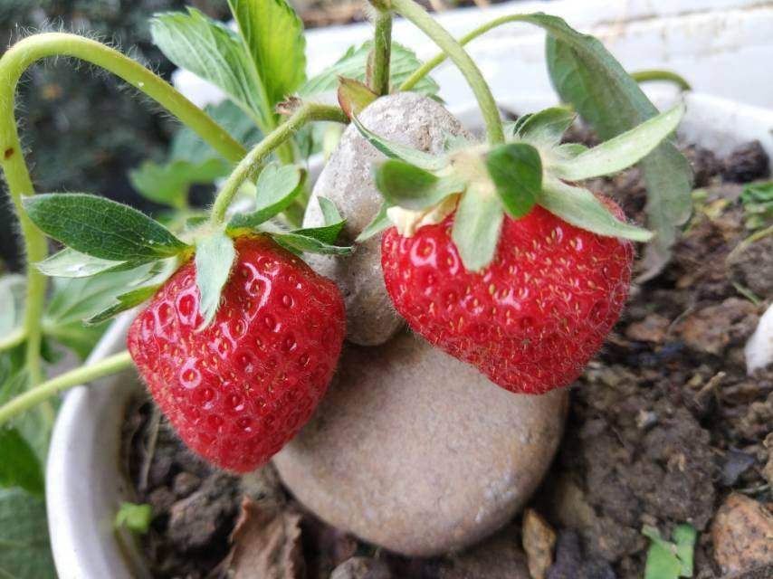 草莓养植技巧(草莓的种植)