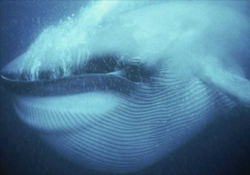 鲸鱼住在哪个海洋里(蓝鲸是哪里)