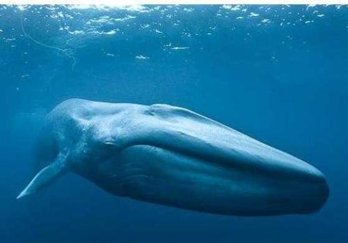 鲸鱼住在哪个海洋里(蓝鲸是哪里)