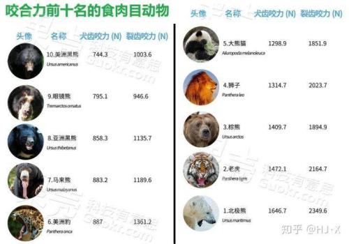 中国上仅剩一只的动物(大熊猫为什么是国宝)