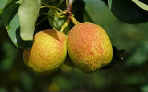 新疆有哪些特色水果 新疆的特产