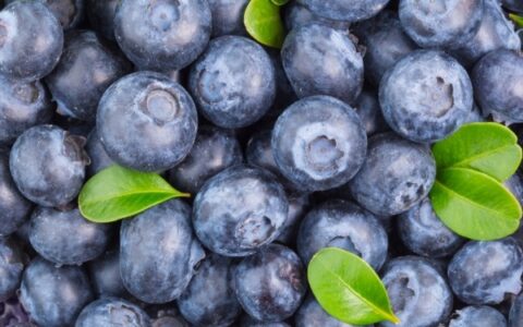 蓝莓的营养有什么功效 吃蓝莓对健康有什么好处