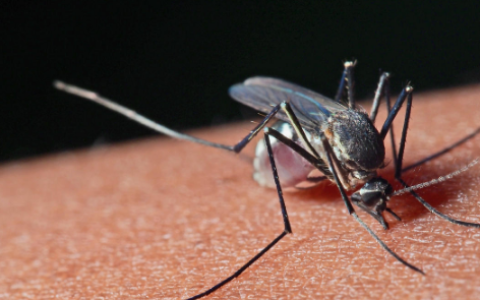 房间的蚊子自己死了是什么情况 屋子里的蚊子会自然死吗