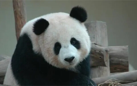 大熊猫生活在什么地方 大熊猫的性格特征有哪些