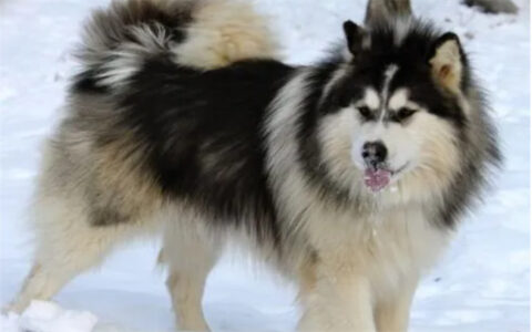 ​成年的阿拉斯加雪橇犬怎么喂养，雪橇犬是什么狗