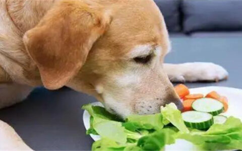 ​狗狗吃什么有营养，狗狗禁止吃哪些食物