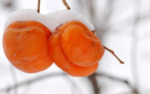 冻柿子用凉水泡多久才可以吃 冻柿子冷水泡多长时间能吃
