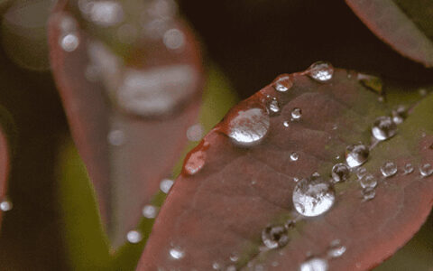 谷雨节气可以做哪些事情 谷雨节气吃香椿的由来