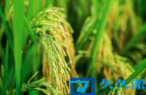 2021年水稻种植补贴最新政策(2021年水稻种植补贴多少钱一亩)久久派