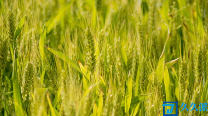 2021年小麦补贴每亩多少钱(2021年小麦补贴多少钱一亩)久久派