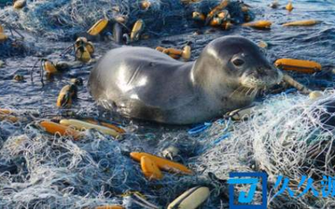 海洋上的垃圾害死了多少生物(海洋垃圾对海洋生物的危害的科普)