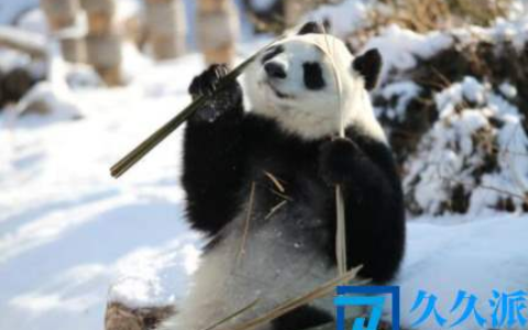大熊猫在冬天冬不冬眠(冬天大熊猫出来活动吗)