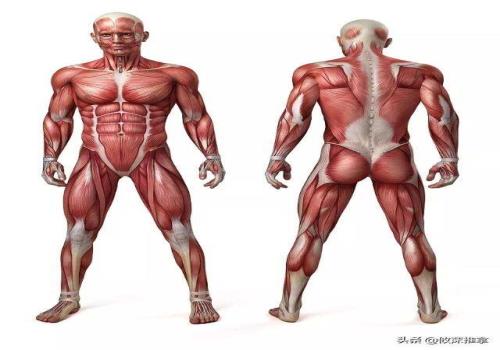 人体有多少块肌肉(人体肌肉的作用口诀)
