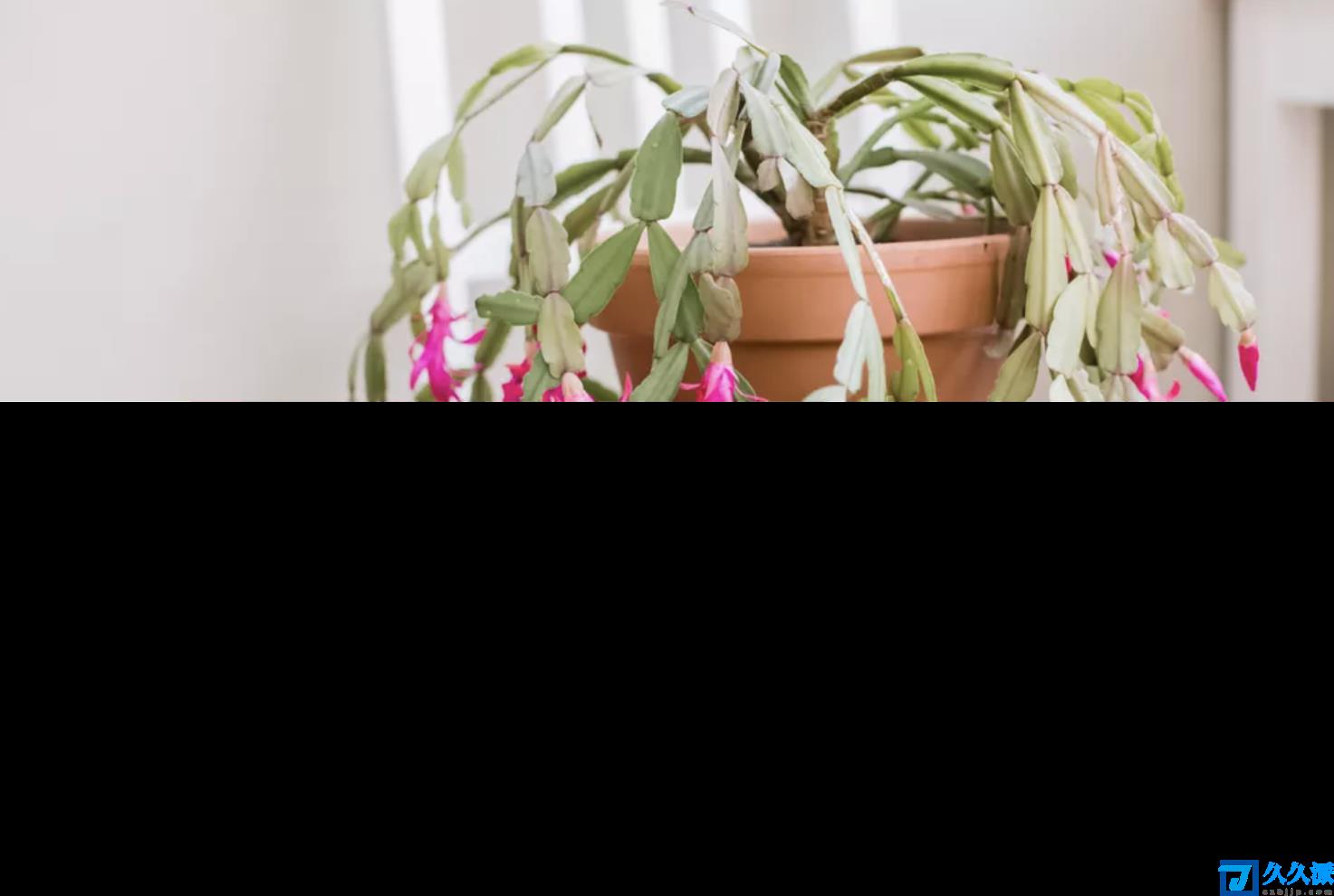 室内观叶植物(30种室内观叶植物分享)