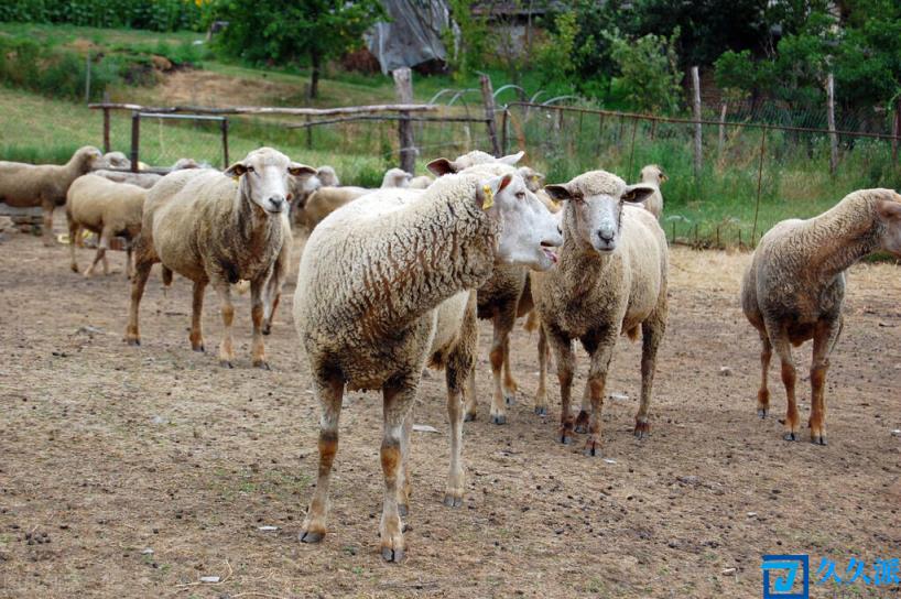 养羊的利润与成本(小农户养羊怎么实现最大收益化)