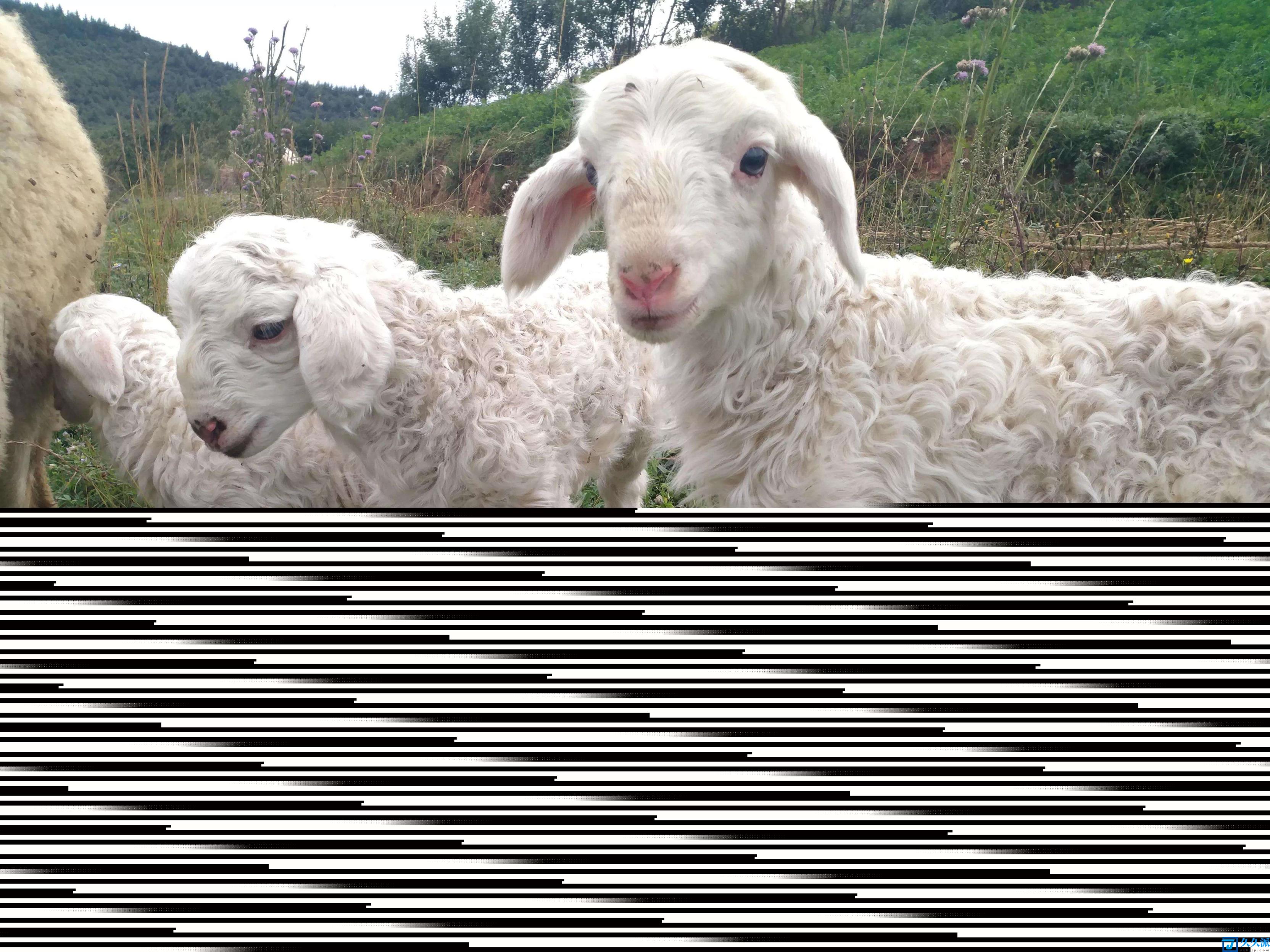 养羊成本(养羊需要什么基础条件?)