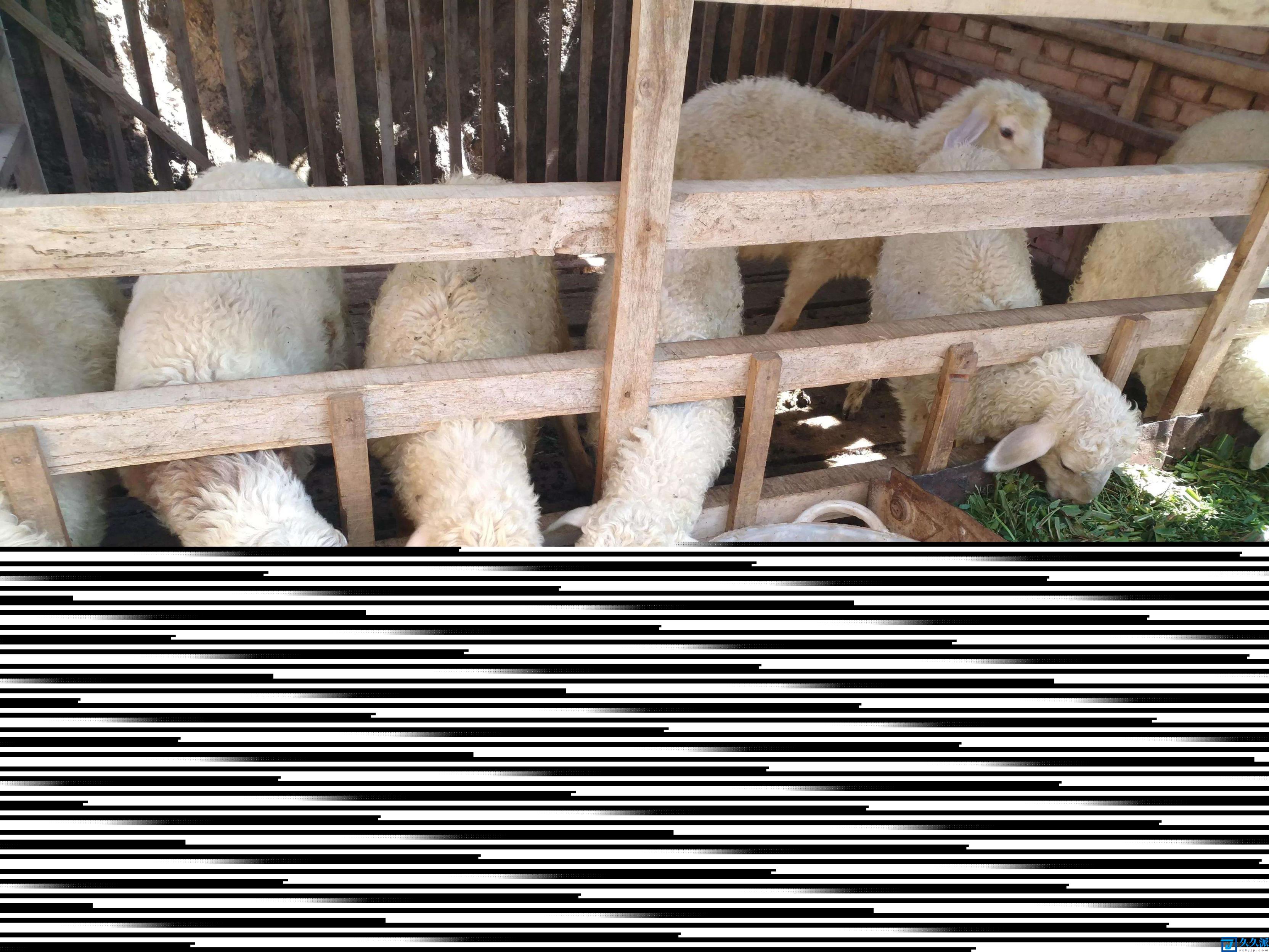 养羊成本(养羊需要什么基础条件?)