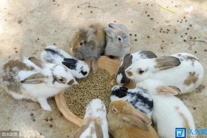 农村养兔子赚钱吗（合作养殖兔子项目）