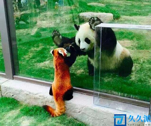 小熊猫（小熊猫和小浣熊的区别）
