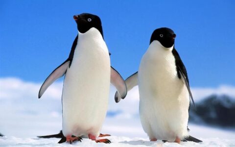 企鹅生活在哪里(为什么北极没有企鹅呢?)
