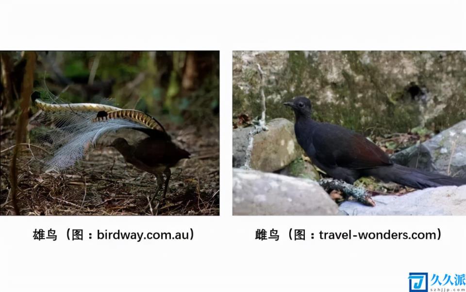 澳大利亚的国鸟(澳洲琴鸟图片大全)