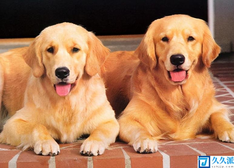 7种常见狗狗的寿命排行榜(宠物狗一般能活多久)