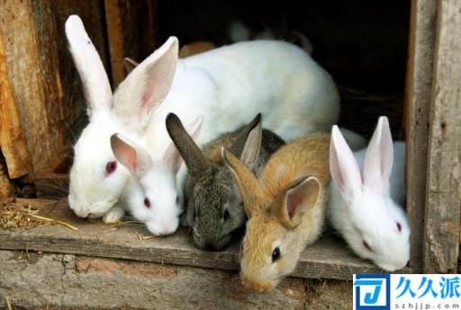 养兔人如何提高獭兔的养殖效益(獭兔的养殖技术)