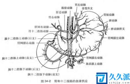 胃部结构及血液循环(胃在身体哪个位置图片)