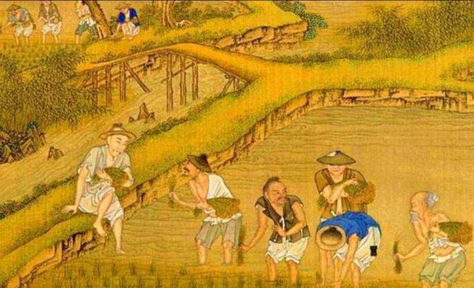 世界上最早种植水稻的国家是哪里(世界上最早种植水稻的国家是哪个国家)