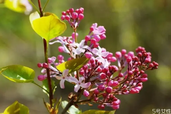 红丁香的花语是什么呢红丁香的种植有什么注意的呢