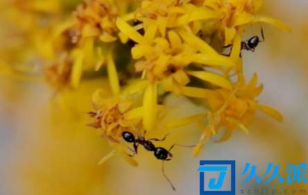 花里的蚂蚁怎么处理(蚂蚁对花草有没有害处)