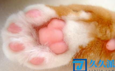 猫咪脚垫热是什么原因(小猫的脚垫冰的好还是暖的)