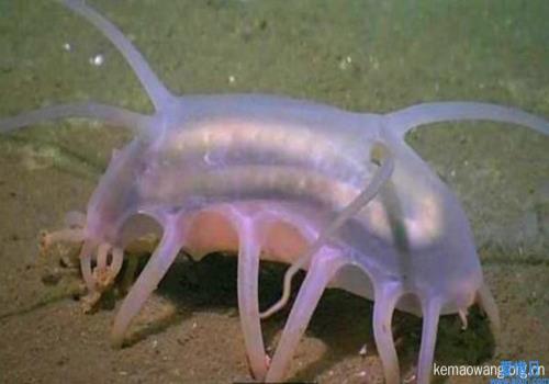 海洋中最恐怖的生物(十大怪异海洋生物)